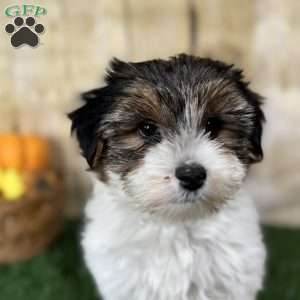 Carson, Biewer Terrier Puppy